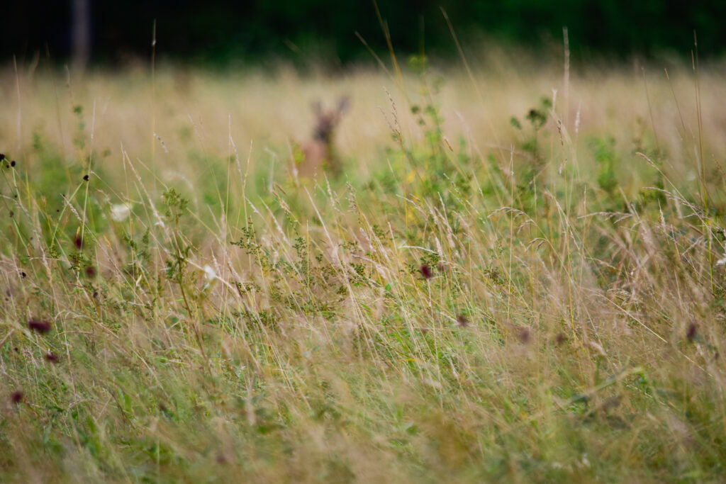Long grass in the meads, with a deer in the background.