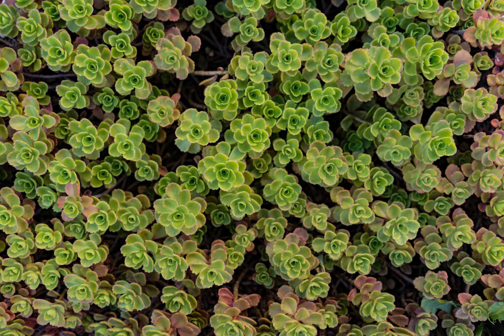 Green and red sedum on a roof.